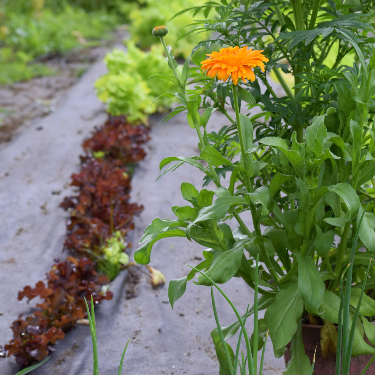 Small Space, Big Harvest: How to Use Grow Bags for Home and Kitchen  Gardening?