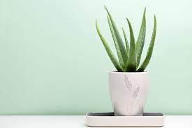 Indoor Aloe Plant 