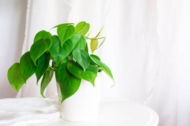 indoor philodendron