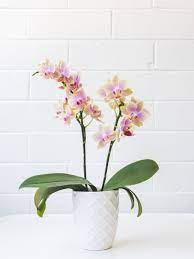 indoor plant orchid 