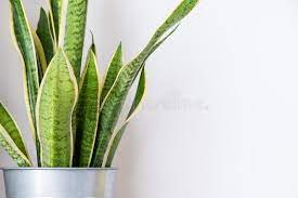 indoor snake plant