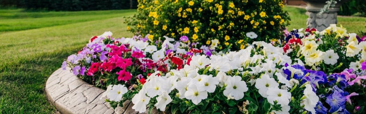 A colorful seasonal flower bed with pink, white, yellow, and purple blooms in a landscaped garden. 